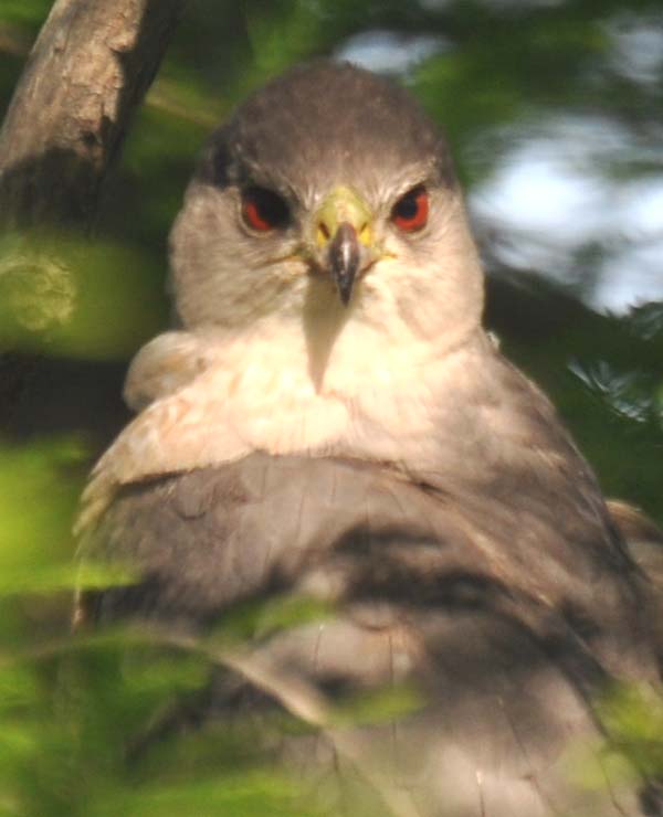 Rufous Stands Guard